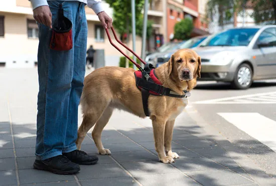 195952-004-FC9828EB A guide dog wearing a harness stands beside a blind person at a crosswalk in an urban area.